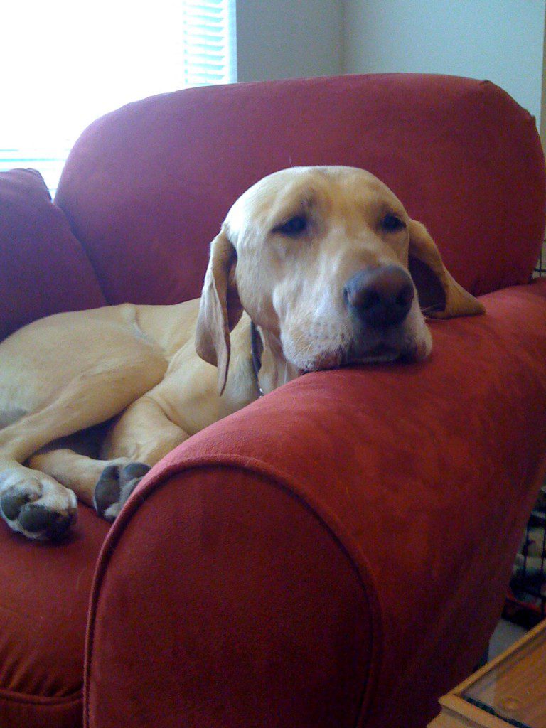 Lonely Hank